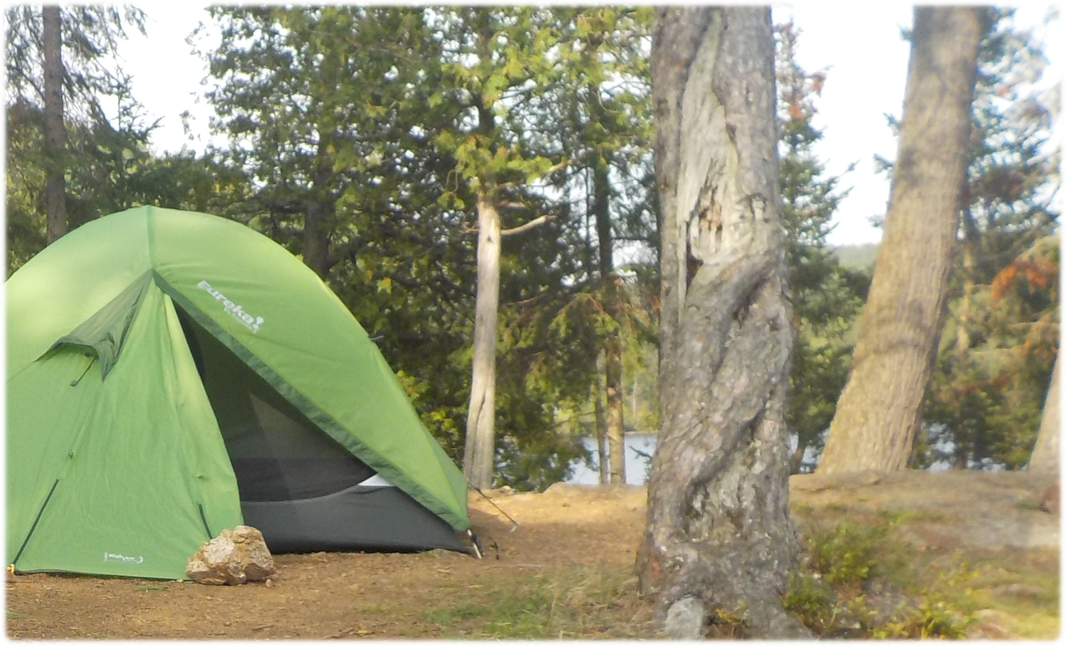 Tent near leaning tree