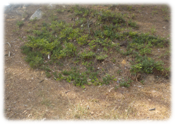 Greenery in old thunderbox location