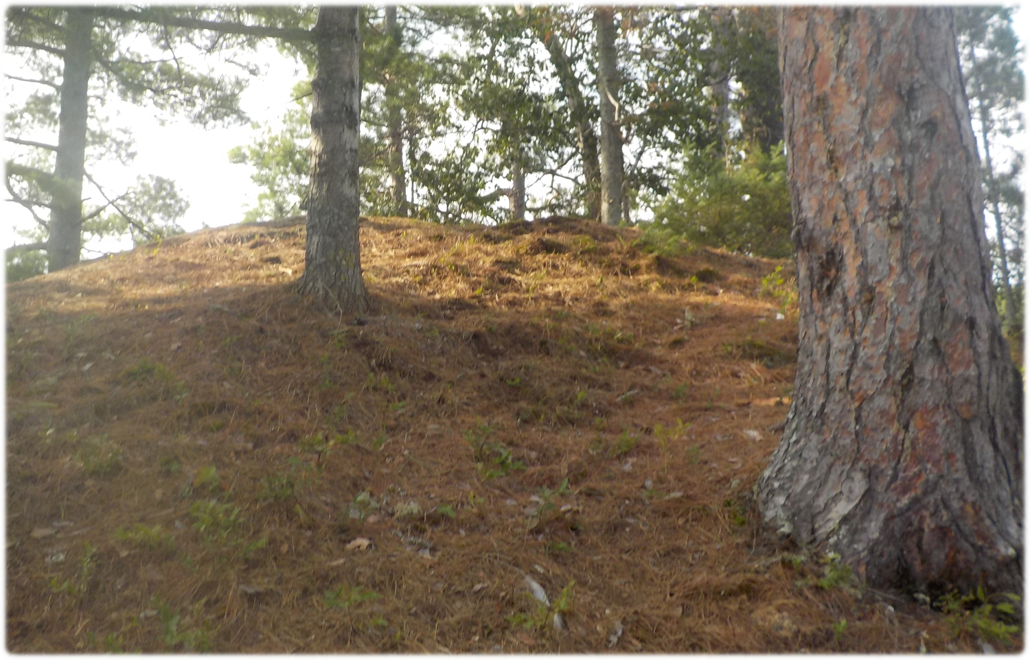 Near the top of our hill