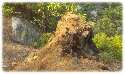 Mound of earth from fallen tree
