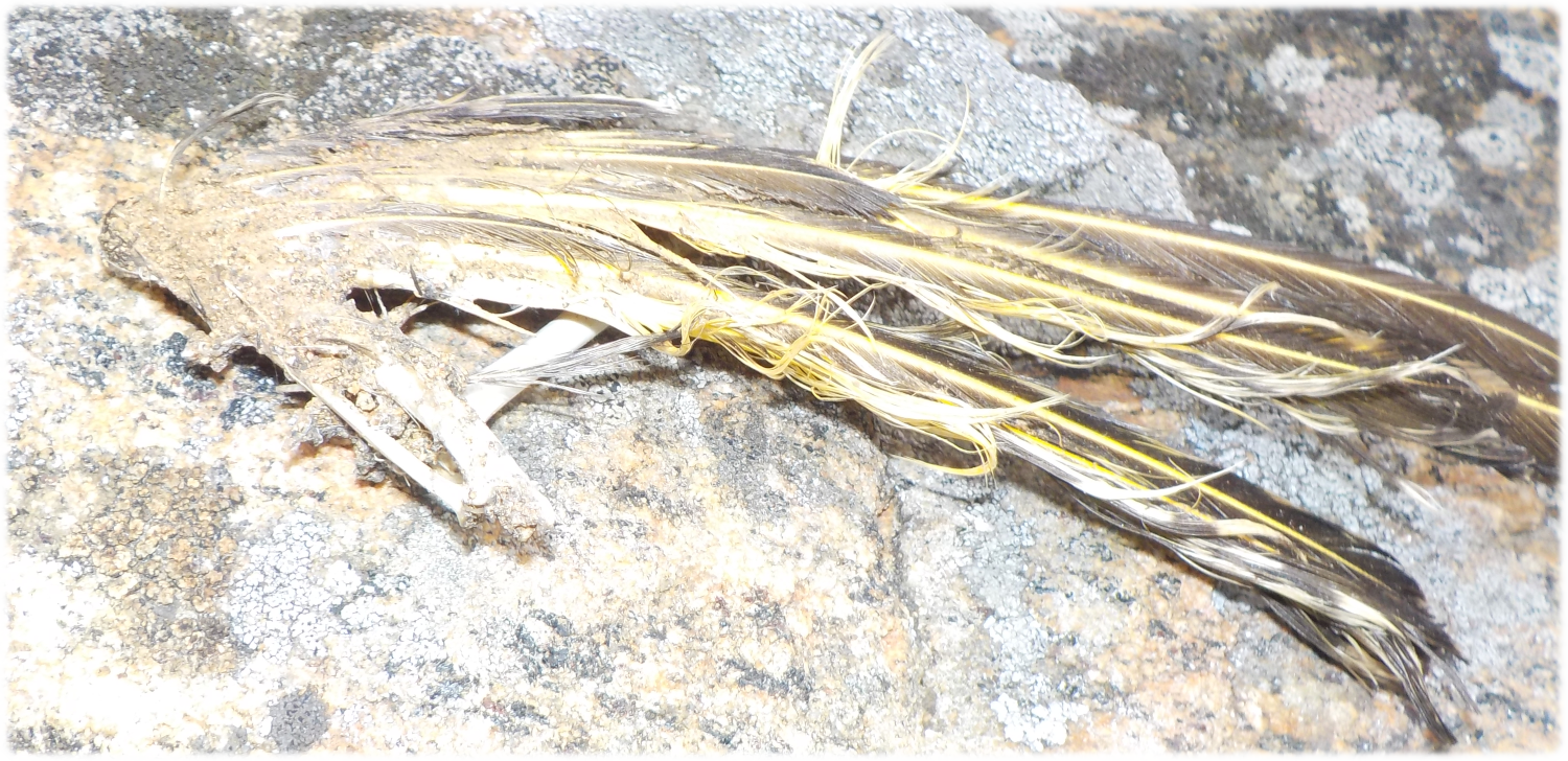 Bird wind skeleton with feathers