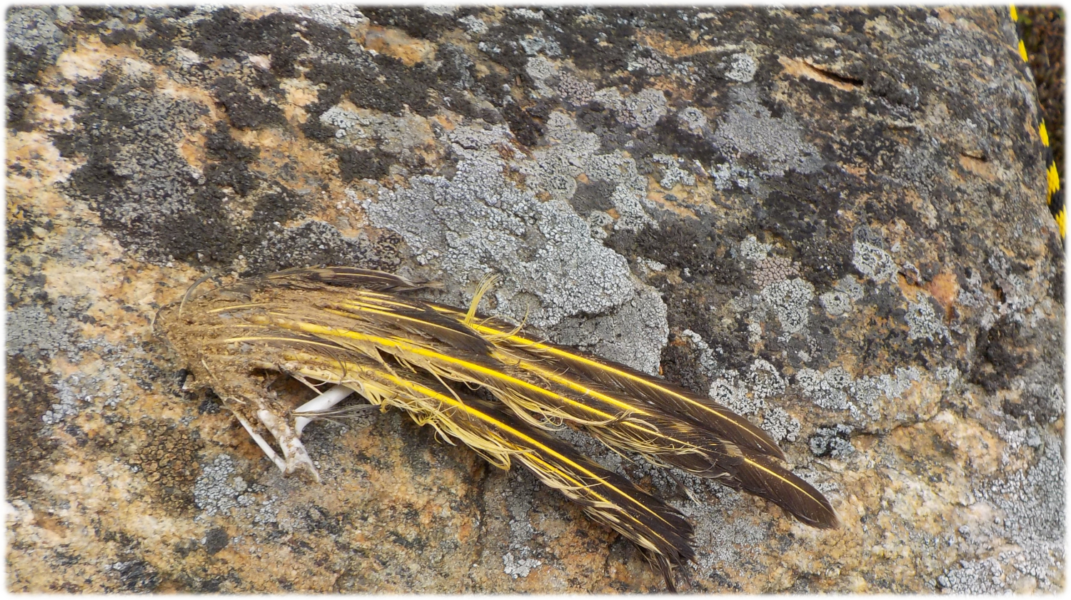 Yellow feathers from bird skeleton