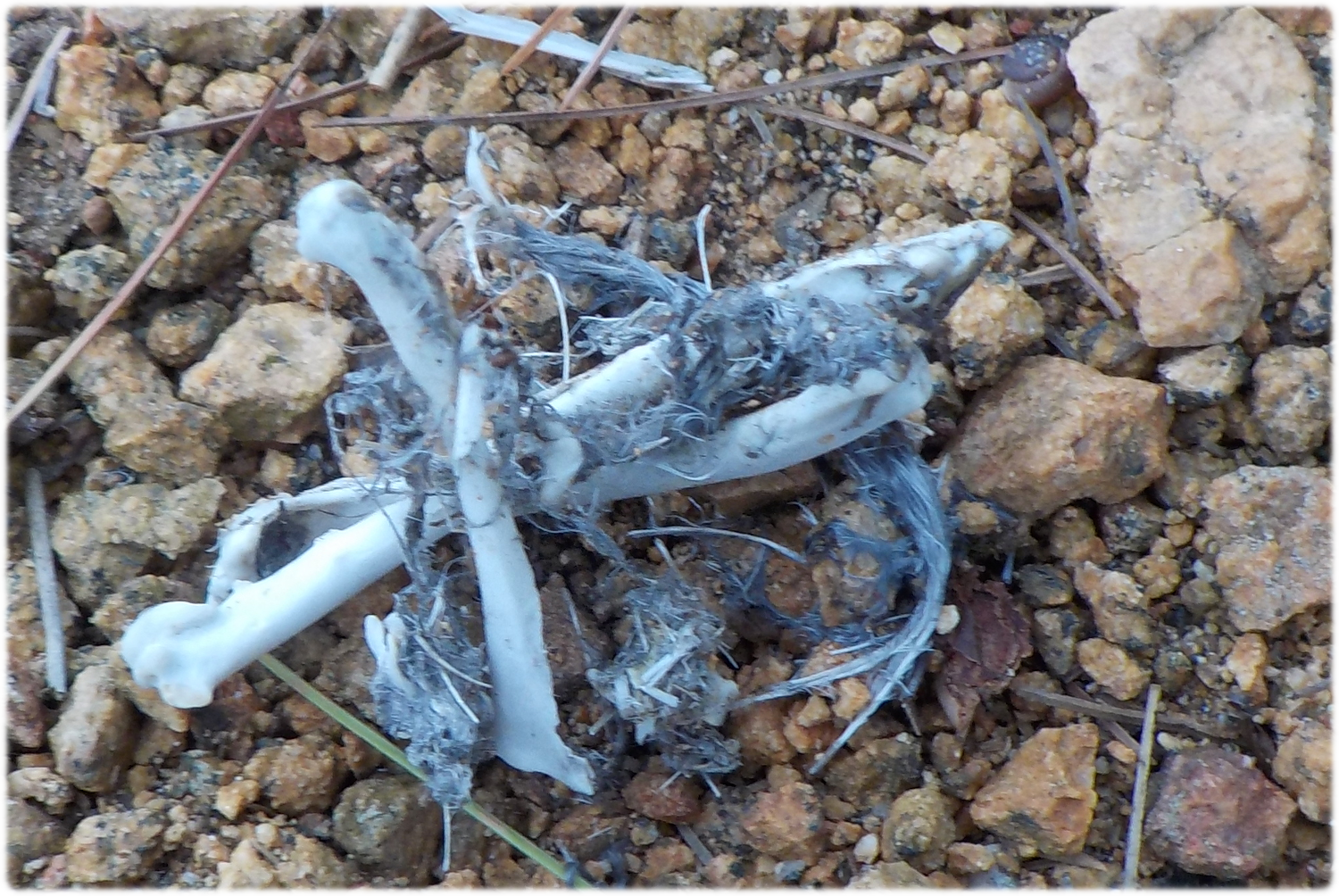 Remains of bird skeleton