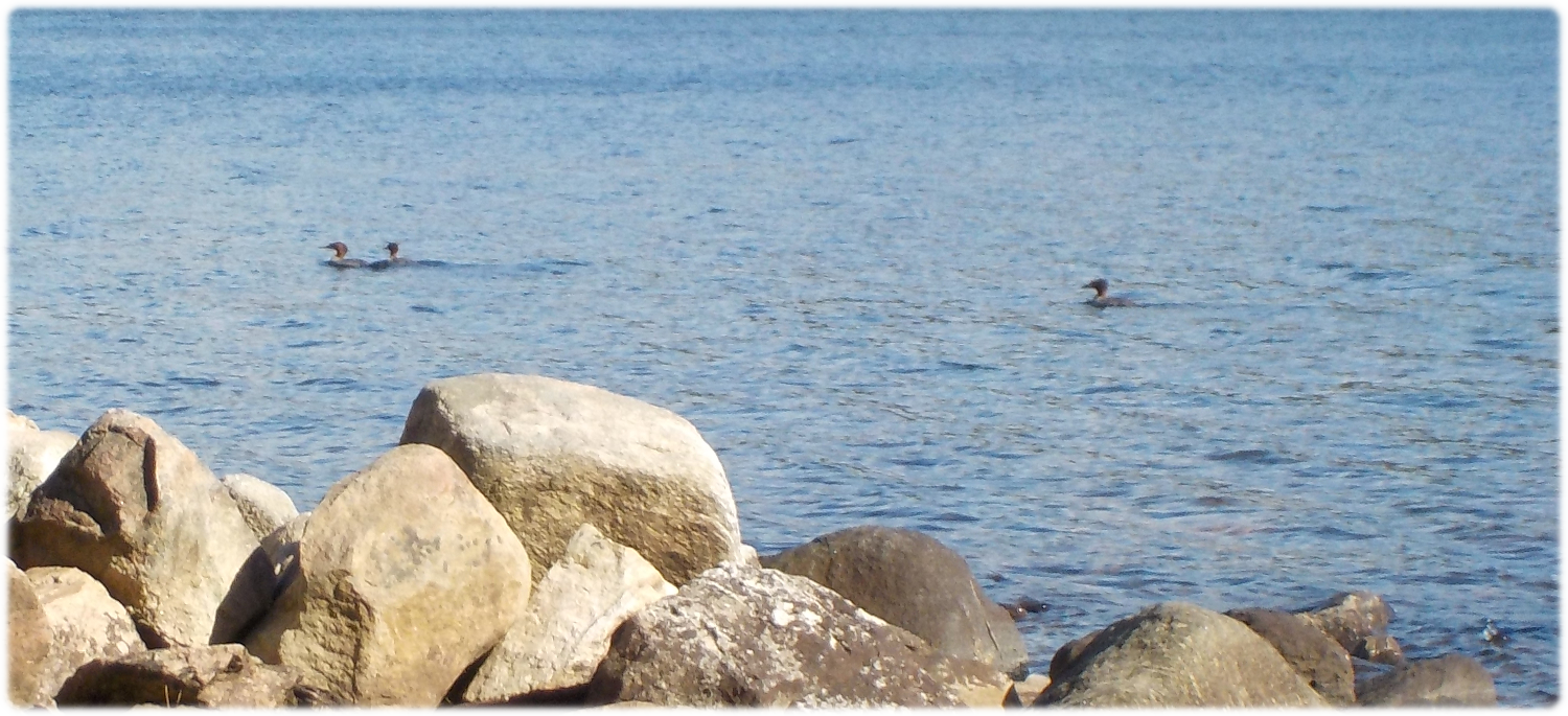 Ducks swimming past our "front door"