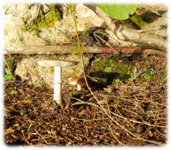 Mushrooms at Carl Wilson campsite
