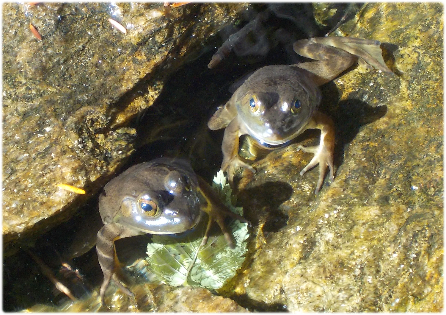 Frogs posing for the camera