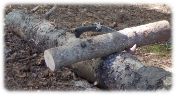 Cutting firewood