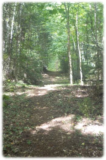 A nice walk in the woods