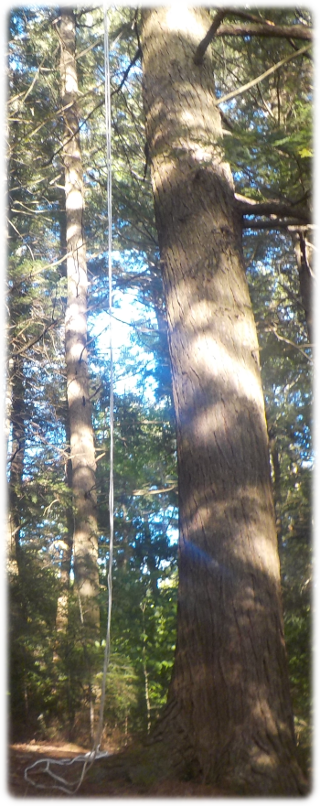Ropes for the bear hang