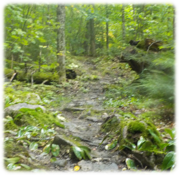 Typical trail conditions